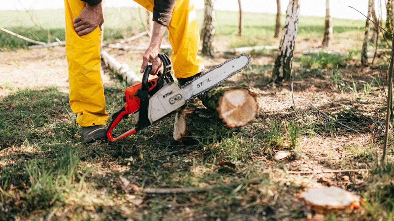 Best Stump Grinding Near Me  in Germantown, IL